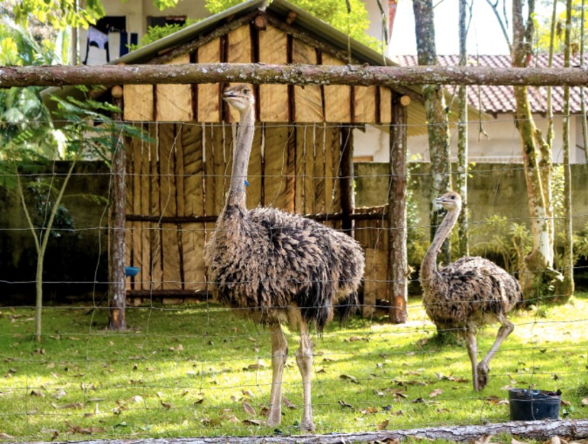Casal de avestruzes do Parque Refúgio dos Pássaros em Araquari ganham nomes após campanha online
