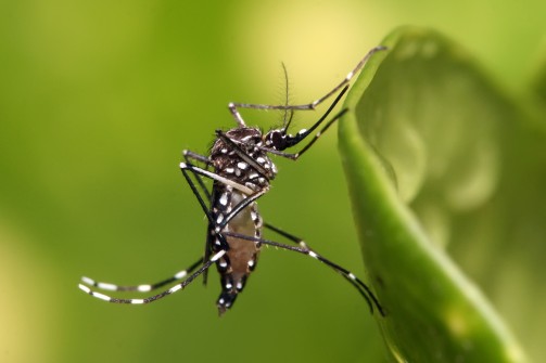 Bairro de São Francisco do Sul receberá aplicação de inseticida contra Aedes Aegypti
