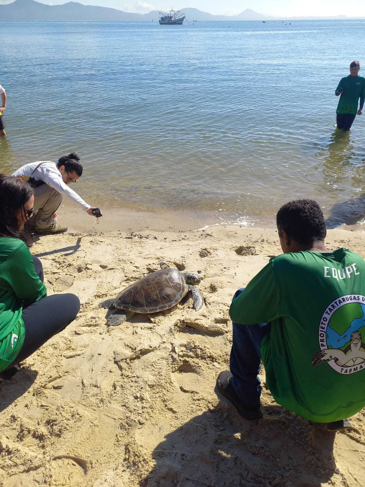Soltura de tartarugas é realizado por voluntários em São Francisco do Sul