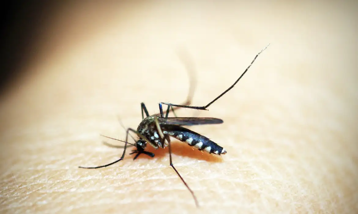 Dengue em SC: estado ultrapassa 17 mil casos prováveis da doença