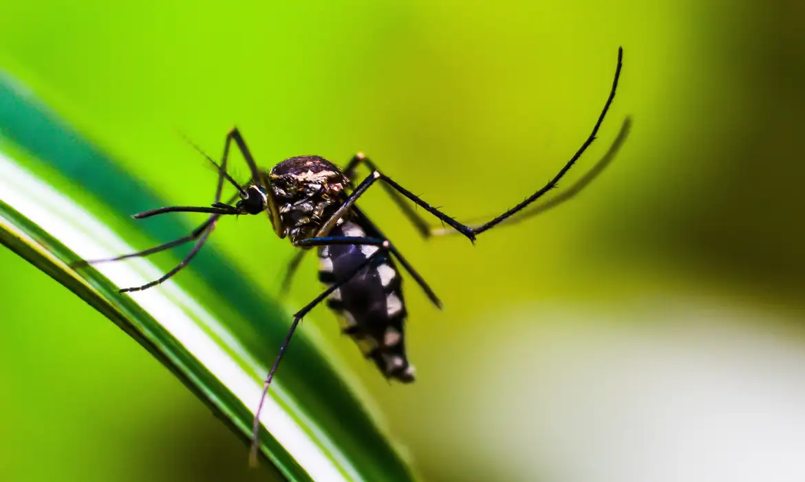 Araquari registra segunda morte por dengue